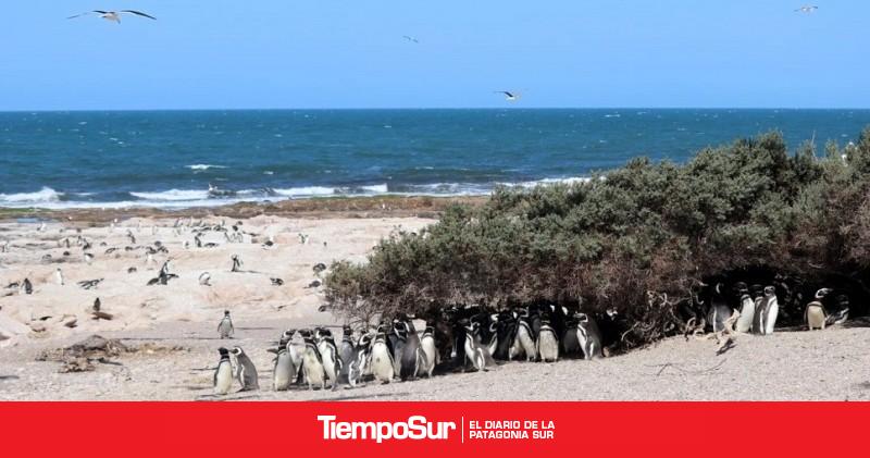 Población del pingüino de Magallanes presenta una tendencia positiva