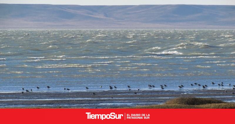 40 años de la creación de la Red Hemisférica de Reservas para Aves Playeras