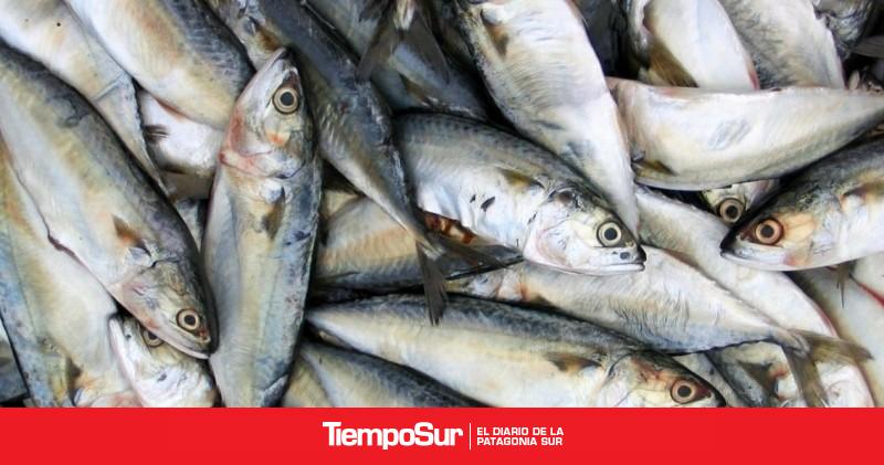Las exportaciones del sector pesquero mostraron un crecimiento interanual de 32%