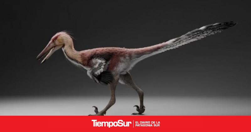 Hallan una nueva especie de dinosaurio raptor en Santa Cruz