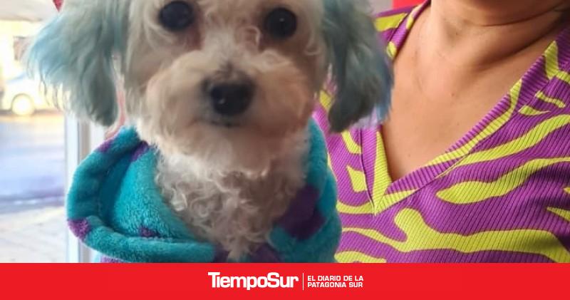 Claudia Paredes relató cómo le salvó la vida a Foki, la caniche que se moviliza en carrito