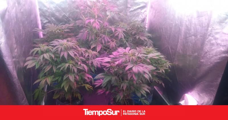 Federal desmanteló un vivero indoor destinado a la producción de drogas