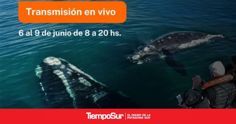 Chubut transmitirá en vivo la llegada de las ballenas a sus costas