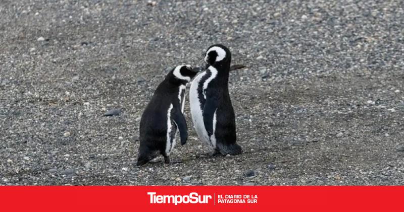 Crece la preocupación por la aparición de fauna marina muerta