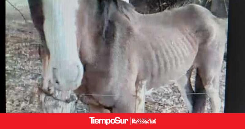 Esquel: René es "sujeto de derecho no humano"