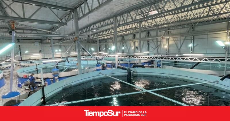 Proyectan una planta salmonera que podría generar 250 puestos de trabajo