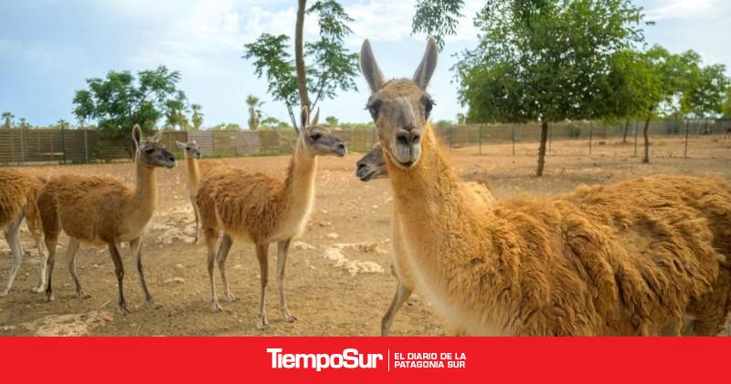 Convocan a concurso de creación artística y artesanal con fibra de guanaco