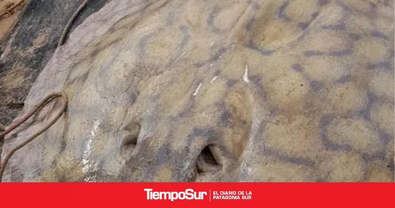 El viaje de una raya gigante en el río Paraná que sorprende a los científicos