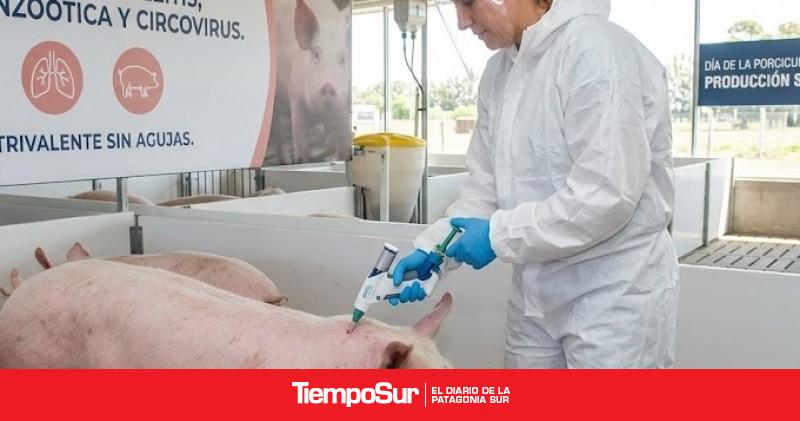 La ileítis bacteriana: el enemigo silencioso que amenaza el histórico crecimiento de la porcicultura argentina