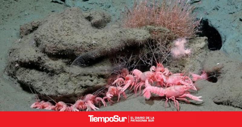 Científicos del CONICET volverán a explorar las profundidades del Mar Argentino