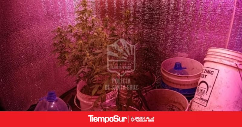 Allanan una vivienda y secuestran varias plantas de cannabis