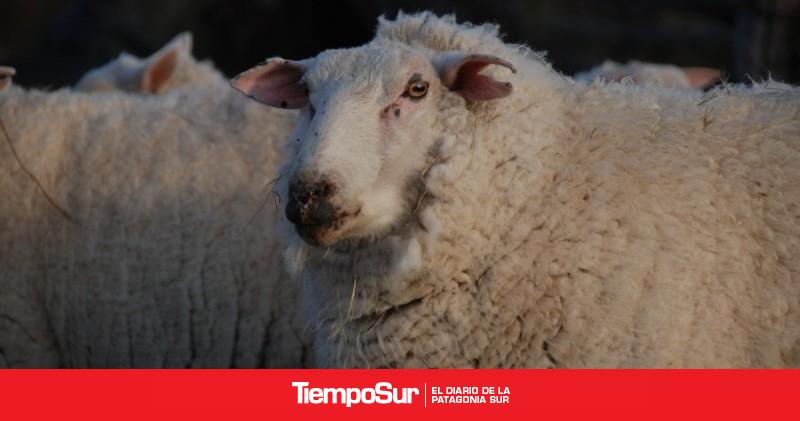 Las exportaciones de lana aumentaron 57%
