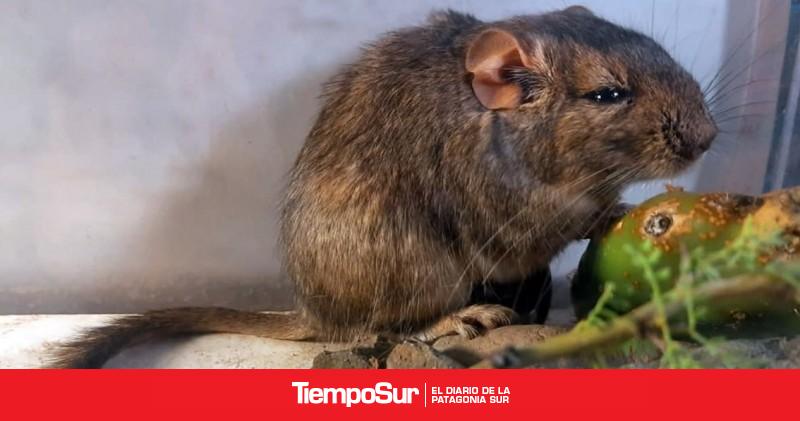 Descubren una especie y la nombran en honor a Parques Nacionales y CONICET