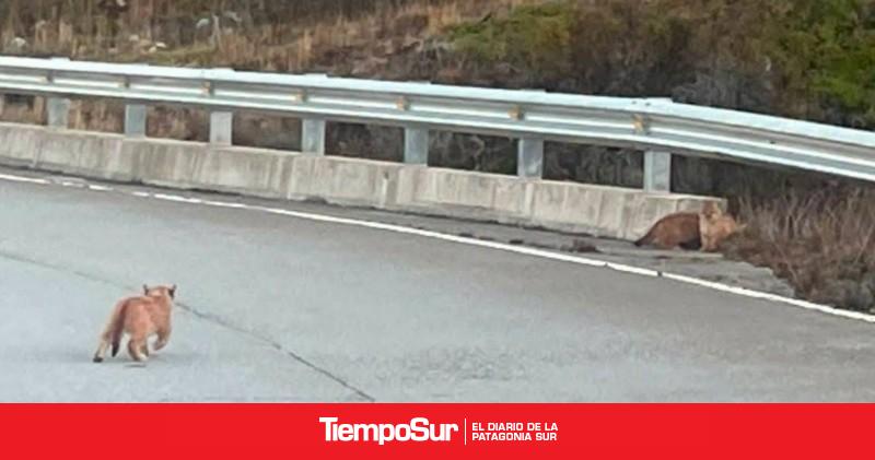 Avistaron una puma en el corredor Río Mitre-Glaciar Moreno