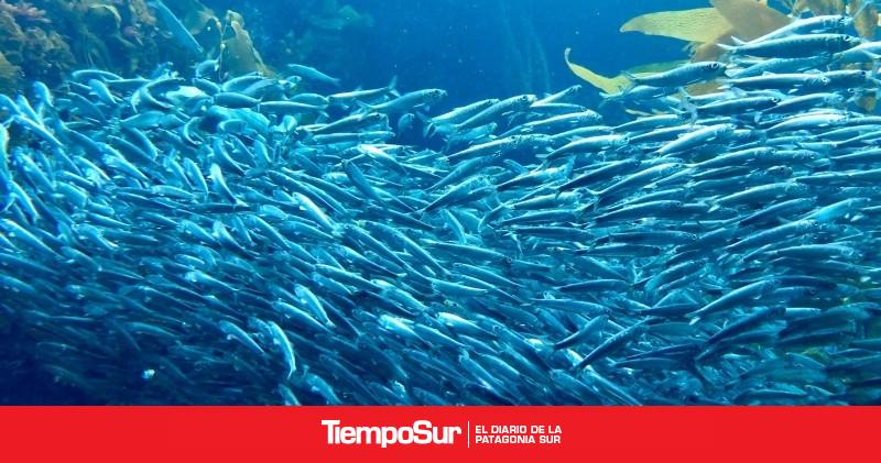 El motor invisible del Atlántico Sur: el pequeño pez que alimenta a toda la fauna de Cabo Vírgenes