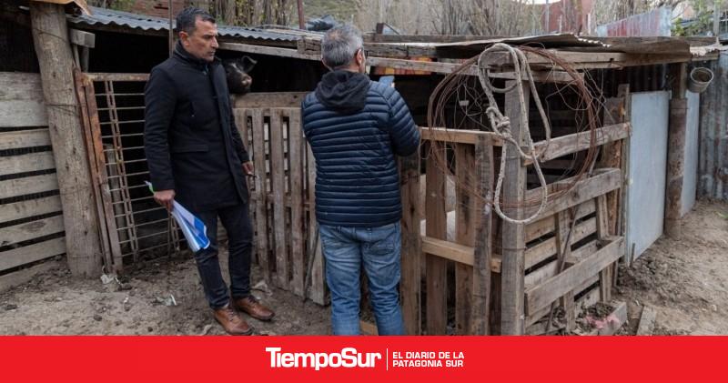 Detectan irregularidades en un predio dedicado a la crianza y venta de carne de cerdo