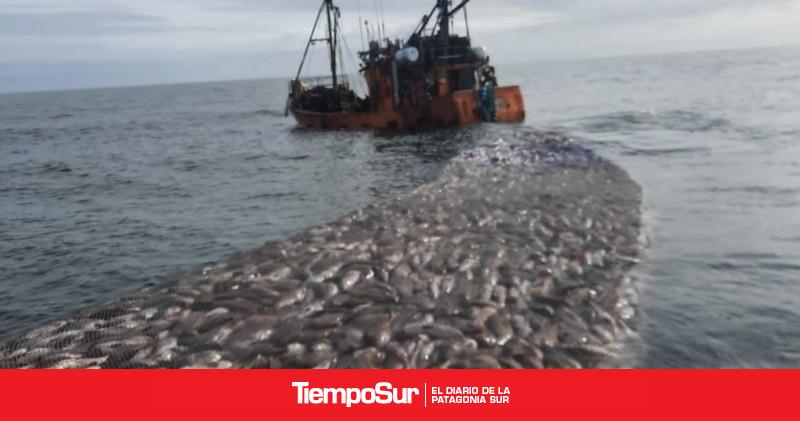 Implementación de un nuevo Régimen de Cuotificación de Merluza Común