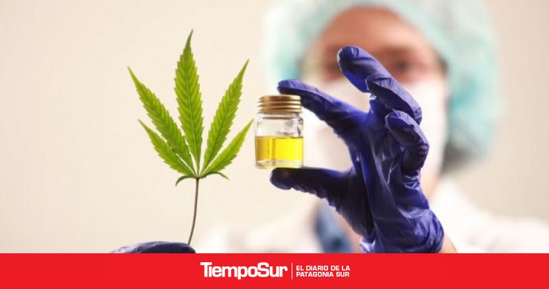 Buscan crear un Consejo Consultivo de Cáñamo Industrial y Cannabis Terapéutico