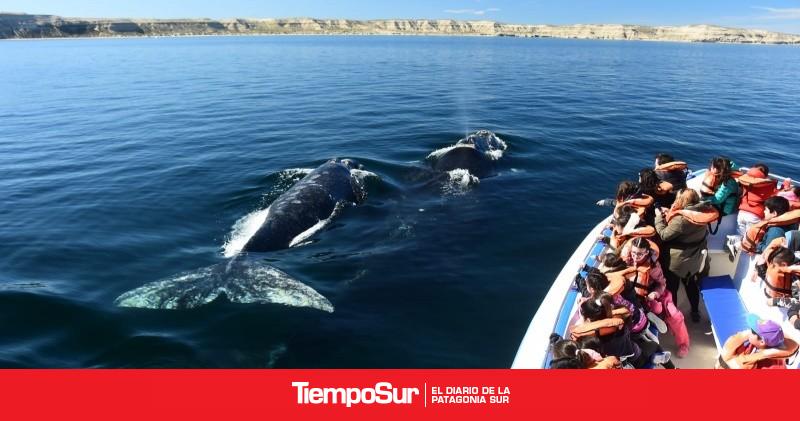 Chubut avanza en la regularización del avistaje de ballenas