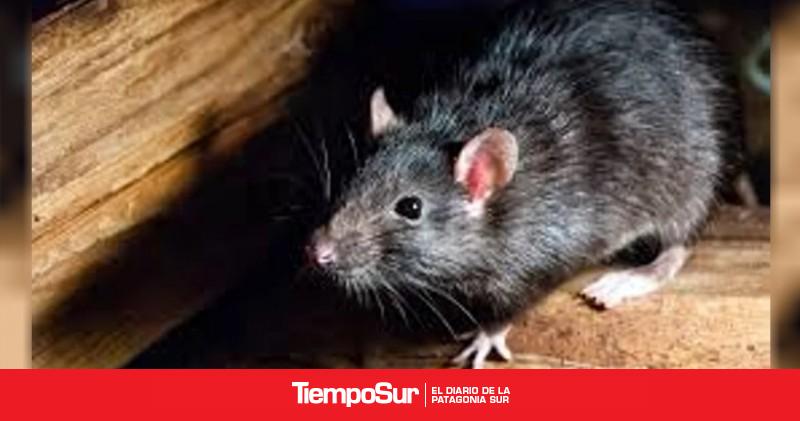 Confirman un nuevo caso de hantavirus en Bariloche