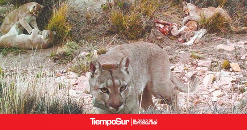 Un seguimiento inédito muestra qué comen los pumas patagónicos