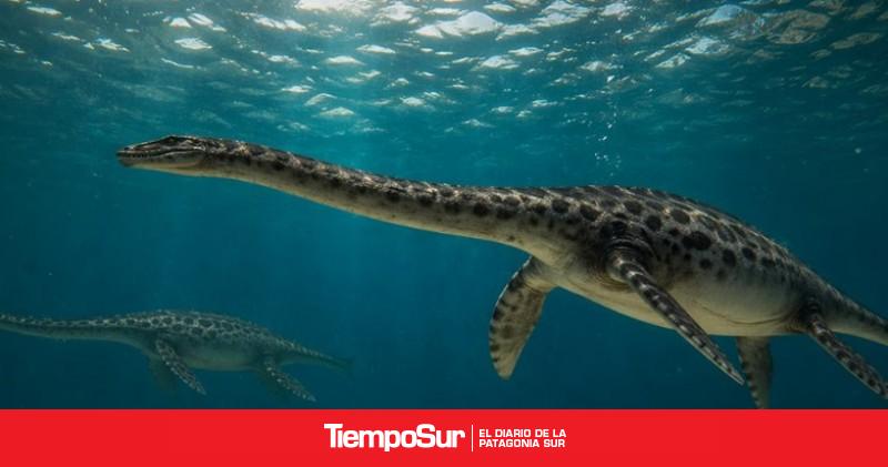 Hallan el cráneo casi completo de un reptil marino que habitó la Patagonia