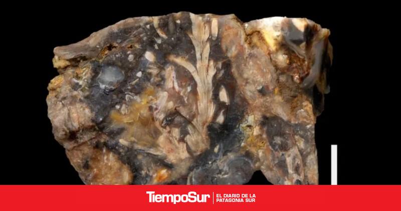 Hallan en Santa Cruz un superfósil jurásico con detalles únicos a nivel celular