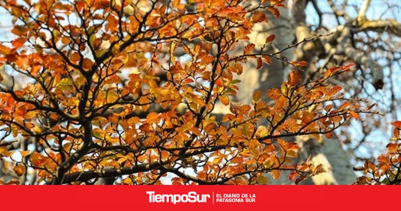 Santa Cruz concentra la mayor red de áreas protegidas forestales del país