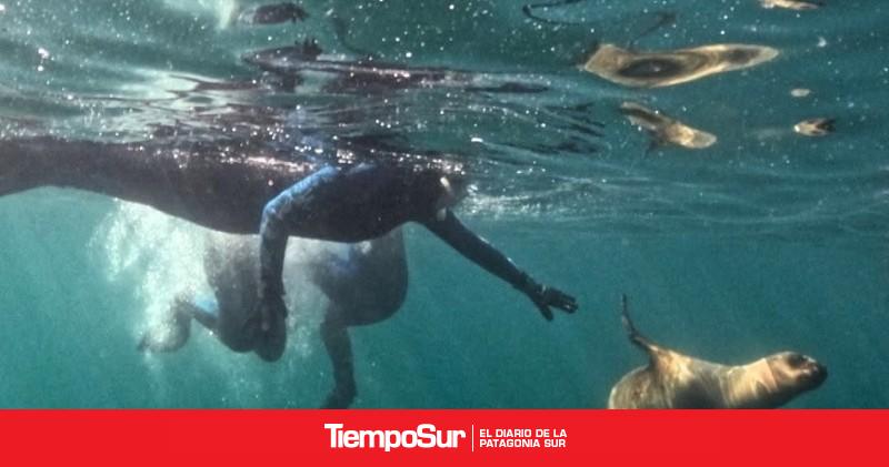 CENPAT miden el valor ecológico y económico de la colonia de lobos marinos