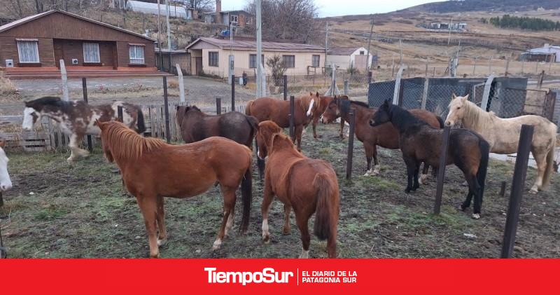 Municipio acciona ante el aumento de vacunos y equinos en la vía pública