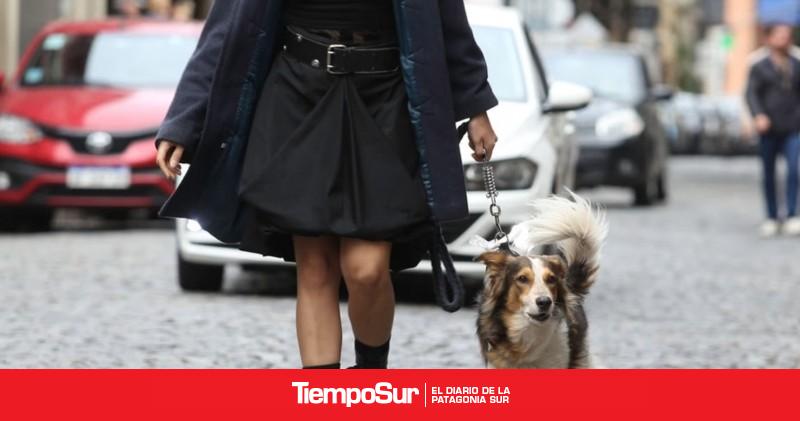 Investigan a un hombre por dispararle al perro de un vecino