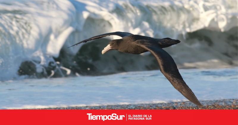 Aves gigantes, cantoras y acuáticas