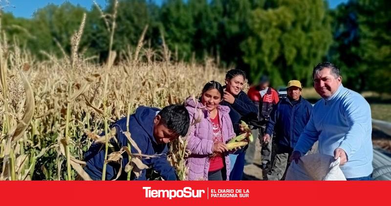 Ensayos del INTA destacan la adaptación del maíz al clima santacruceño