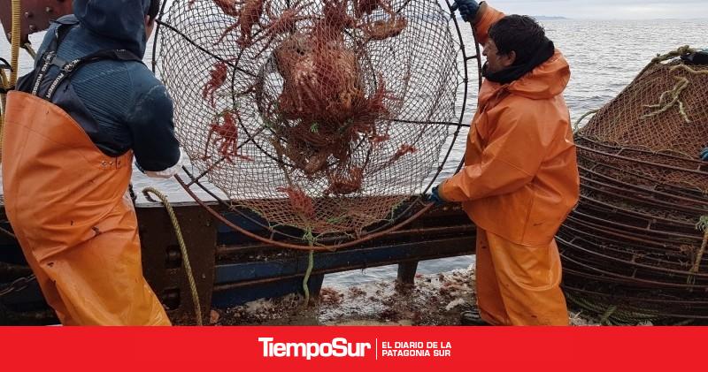 Comienza una nueva temporada de centolla en la región de Magallanes