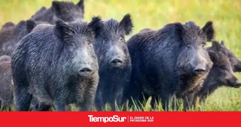 Río Negro busca habilitar la venta legal de carne de jabalí y guanaco
