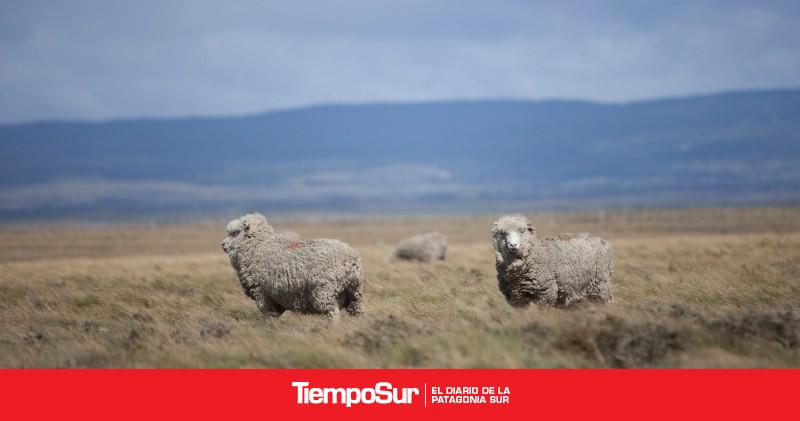 Fortalecen medidas de prevención contra el ingreso de sarna ovina