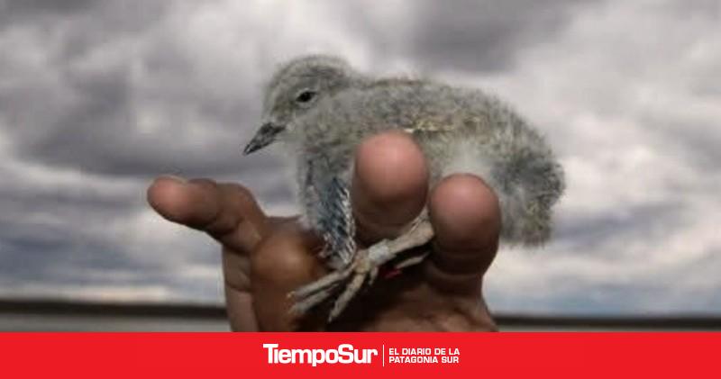 Ambiente Sur: una historia de investigación y conservación del Chorlito ceniciento tejida entre dos países