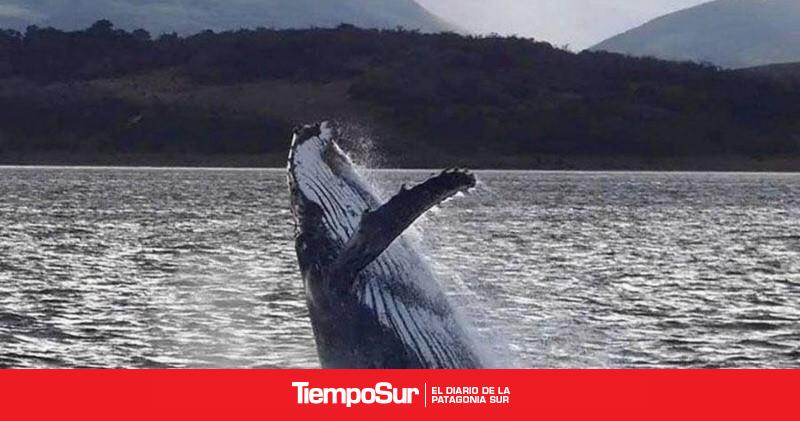 Presentan un proyecto para crear un régimen de protección de cetáceos en el Canal Beagle
