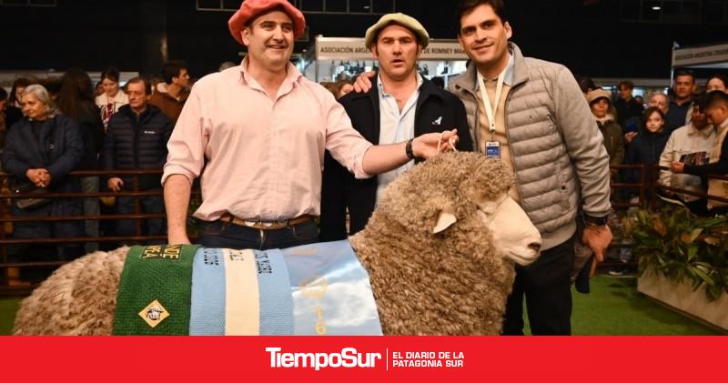 Santa Cruz campeón en Palermo: la genética ovina alcanzó el máximo reconocimiento