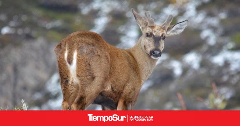 Prueban drones con cámaras térmicas para localizar huemules en Patagonia