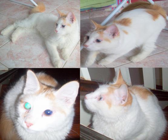 Encontre y doy en adopcion Gato ciego