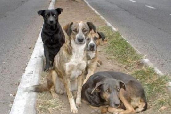 Los perros sueltos, histórico problema de la ciudad. (Foto Archivo)