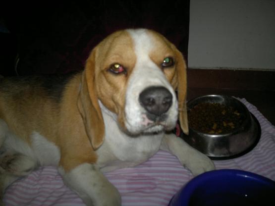 ENCONTRE BEAGLE