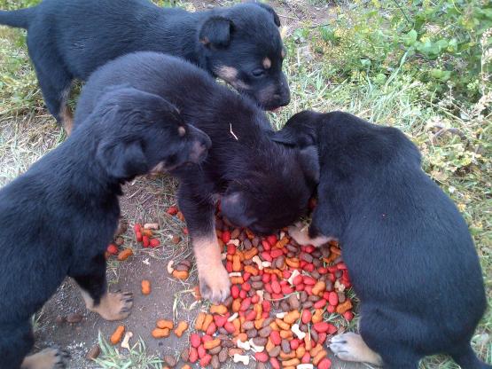 Regalo hermosos cachorros