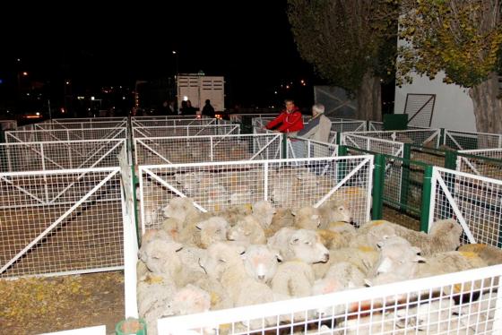 Se secuestraron más de 1.000 ovejas que serán constatadas hoy. (Foto: W. Díaz)