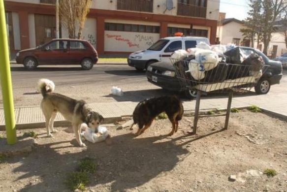 Sólo se podría tener hasta dos perros por casa.