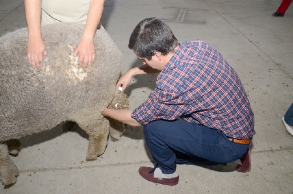 Medición de animales en el marco de la exposición ovina. 