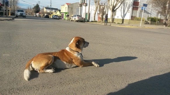 Gustavo era el perro fiel que seguía a los vecinos de Entre Ríos y Alfonsín. (Foto Facebook) 