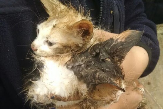 Policías rescataron gatitos que fueron abandonados en un contenedor