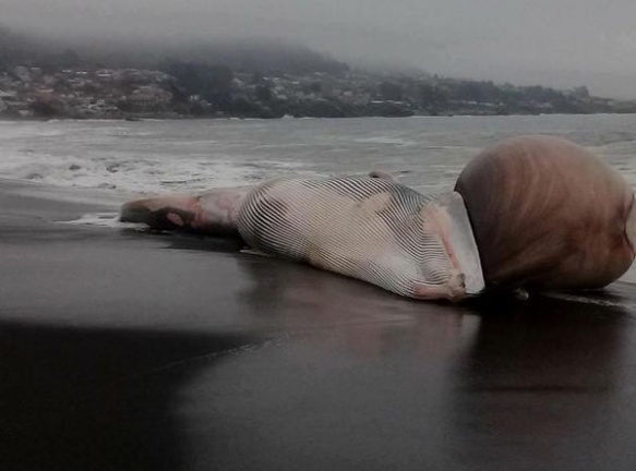 El cetáceo encontrado en las costas de Pelluhue, en la región chilena del Maule ha causado gran expectación por la anomalía que es visible en su cuerpo